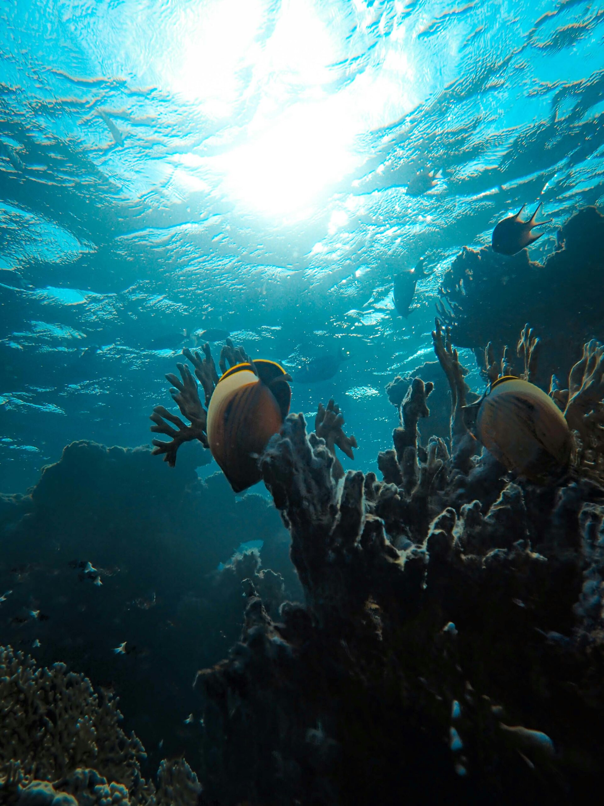 Underwater Scene 4